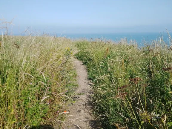 beach grass